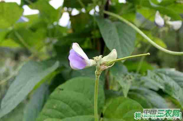 豆角开花结荚有什么特点吗(豆角开花结荚有什么特点和作用)